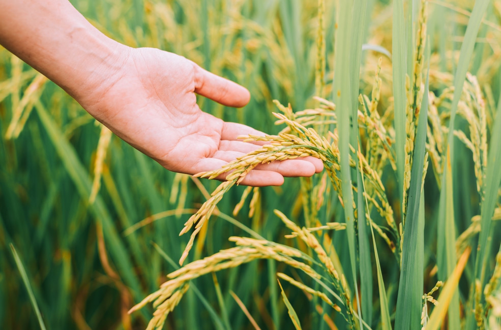 Agricultural & Biotech